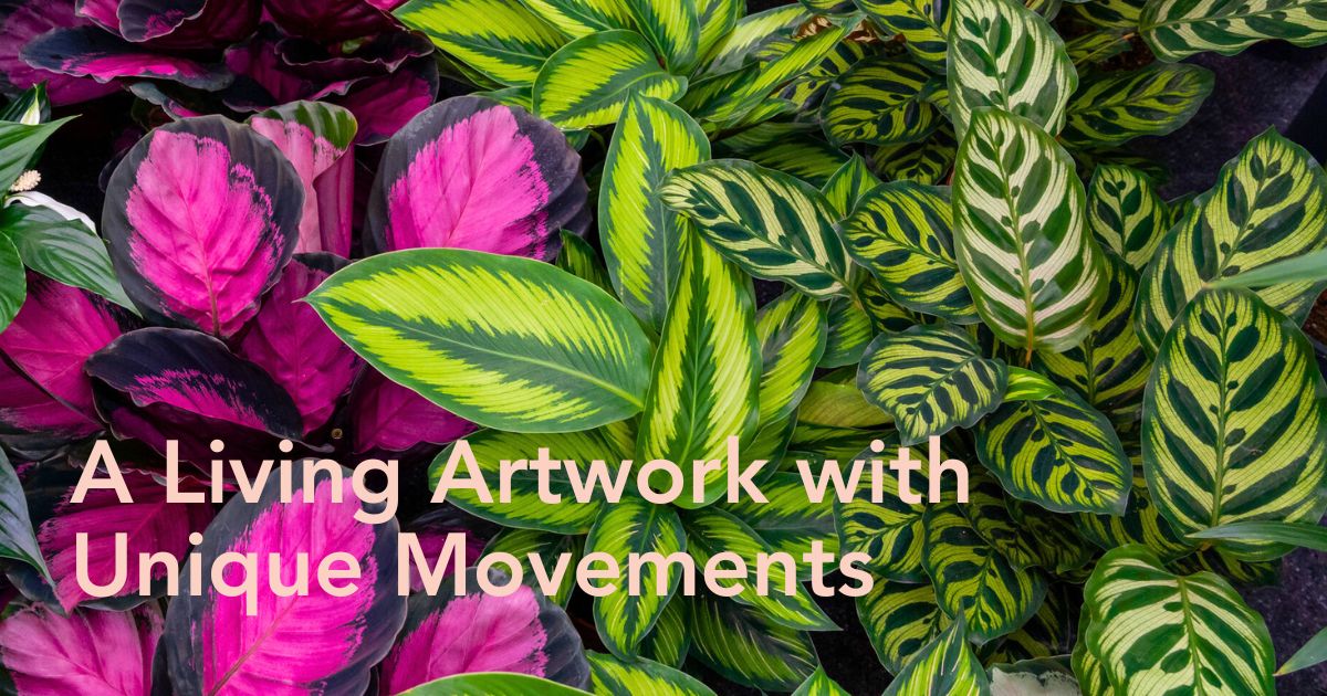 Meilleur purificateur d’air du mois de novembre