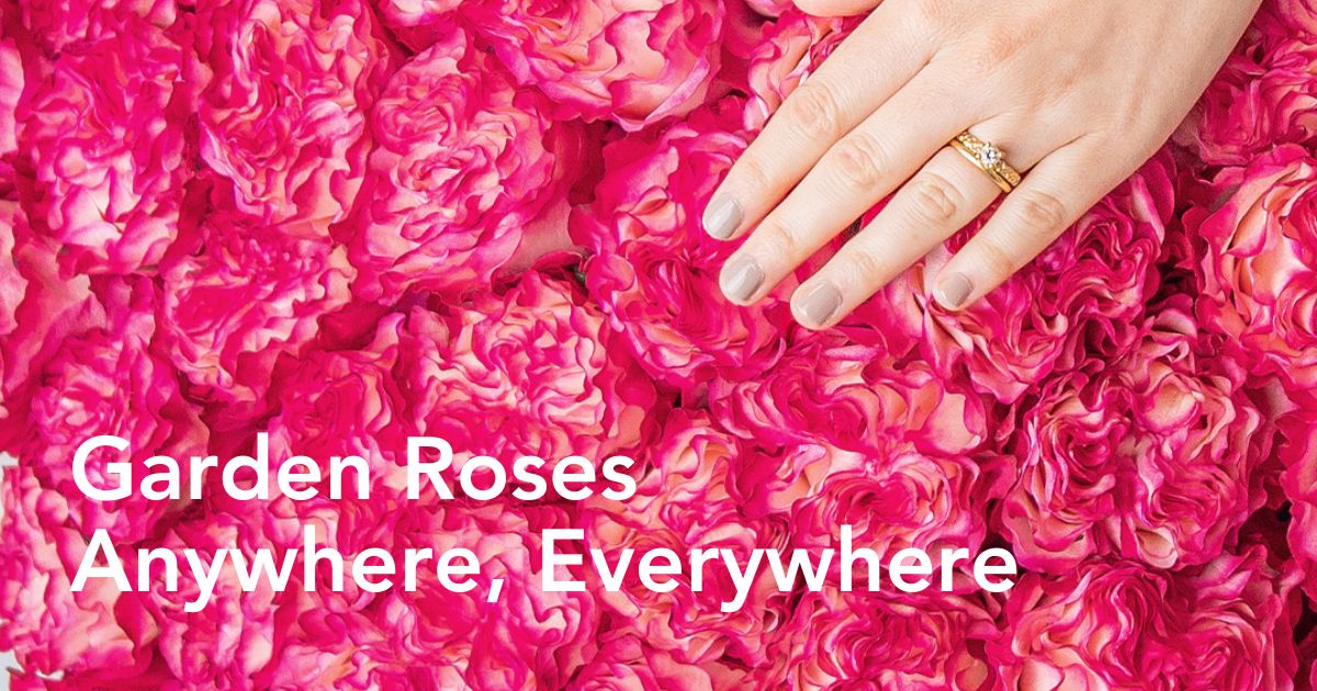 L’art, la précision et la nature se réunissent dans la collection de roses de jardin de Star Roses…