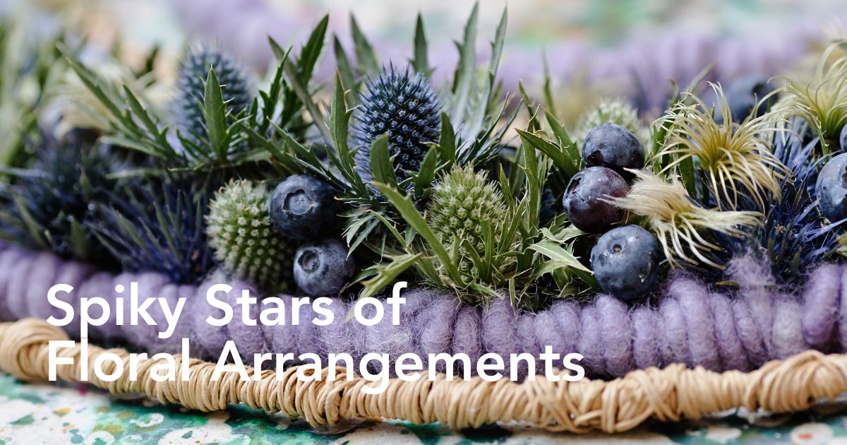 Krisztián Kövér redéfinit Marginpar avec une nouvelle variété d’eryngium…